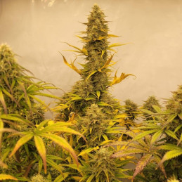 Amnesia Gold - graines de cannabis, variété de cannabis