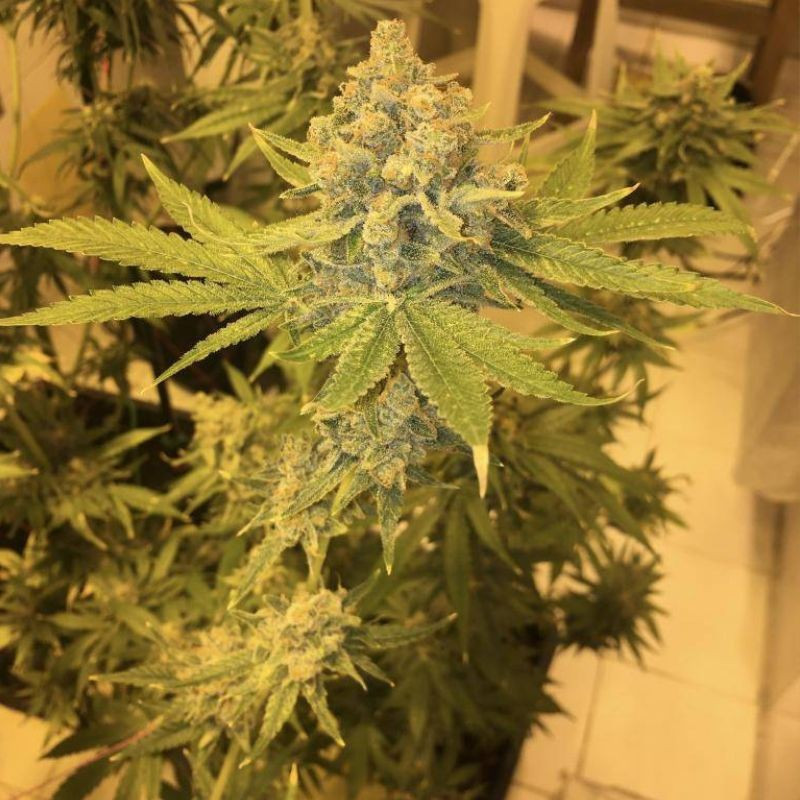 AK 47 - graines de cannabis, variété de cannabis