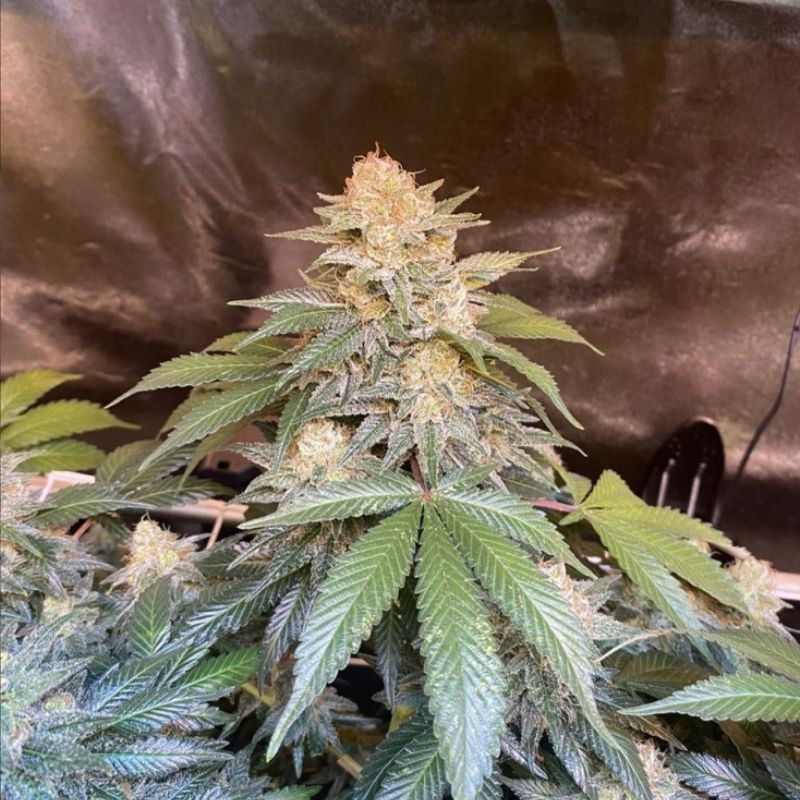White Russian - graines de cannabis, variété de cannabis