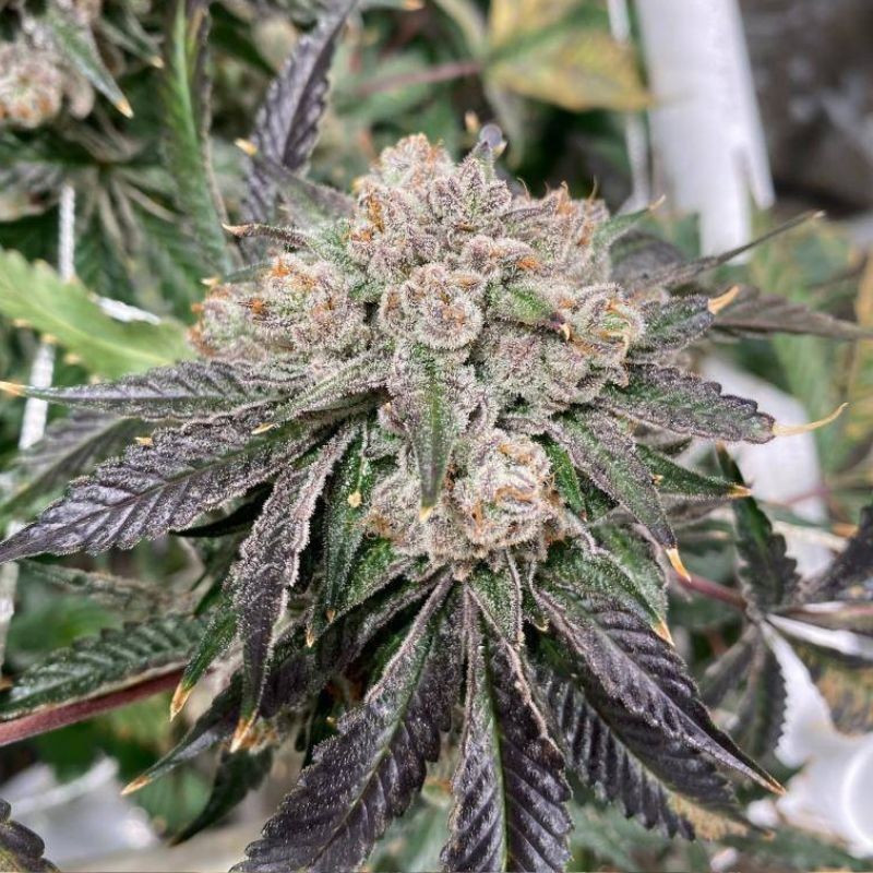 Black Domina - graines de cannabis, variété de cannabis
