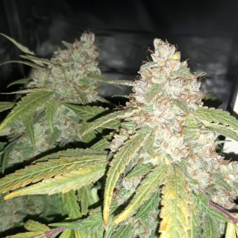 Afghan Kush - graines de cannabis, variété de cannabis