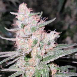 Critical Kush - graines de cannabis, variété de cannabis