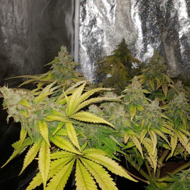 OG Kush - graines de cannabis, variété de cannabis