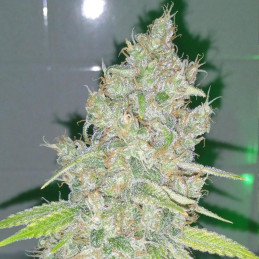 Amnesia Haze - graines de cannabis, variété de cannabis