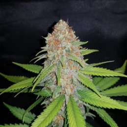 White Widow - graines de cannabis, variété de cannabis