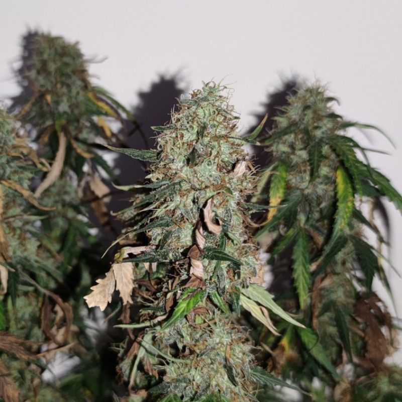 Gorilla Cookies - graines de cannabis, variété de cannabis