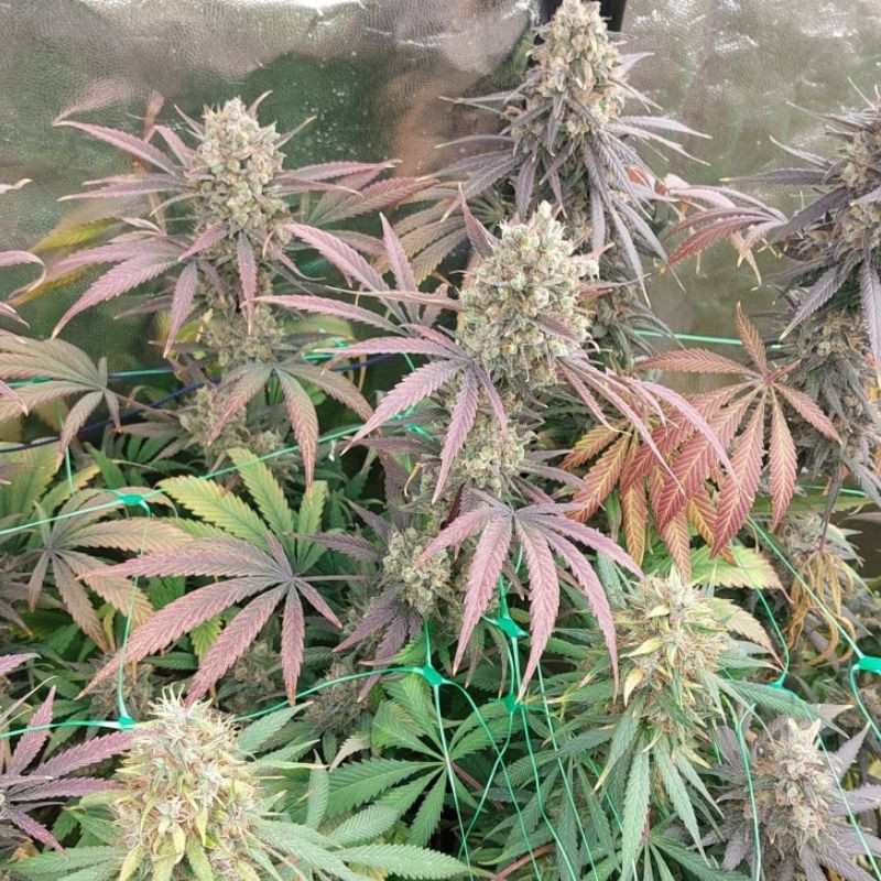 Mimosa x Orange Punch - graines de cannabis