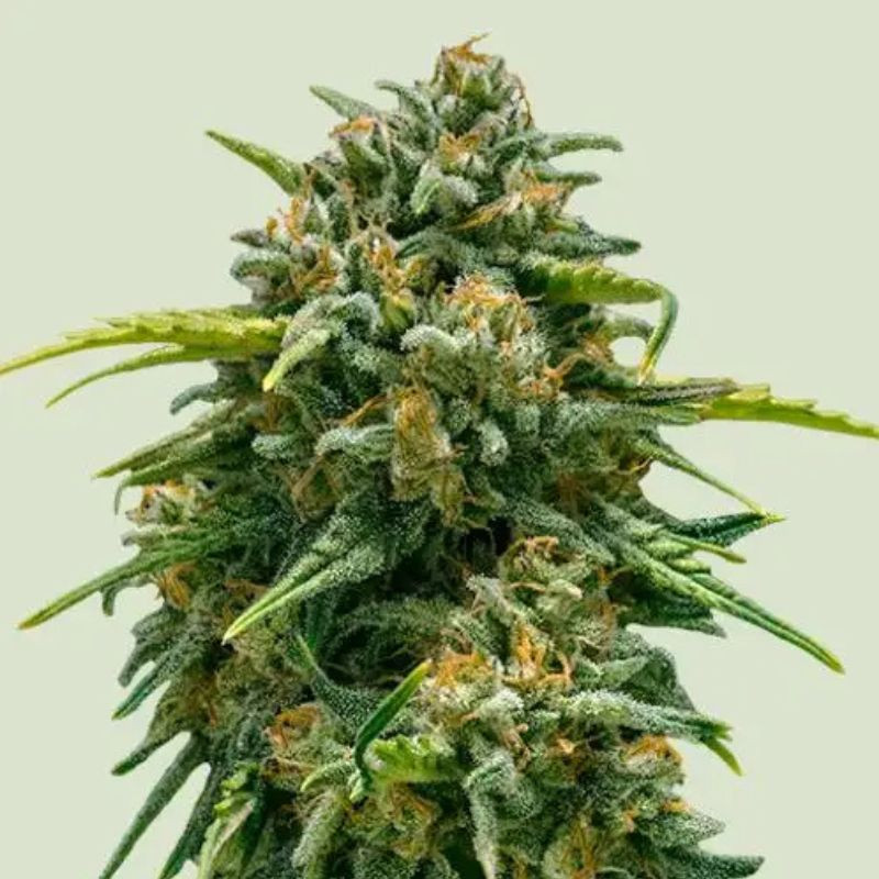 Sweet Skunk Auto - graines de cannabis