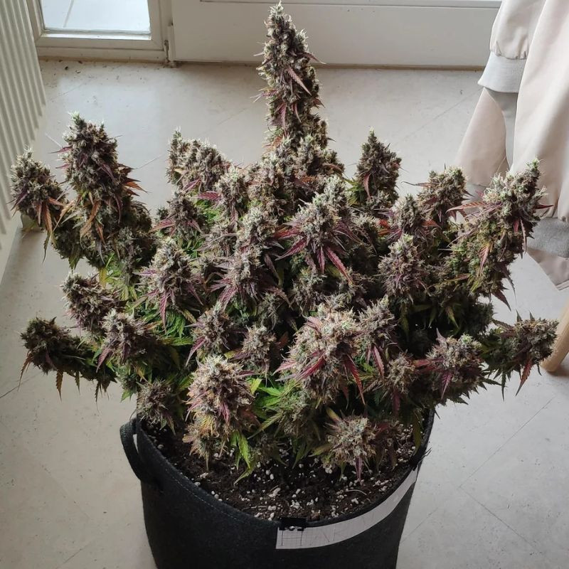 Royal Gorilla Automatic - graines de cannabis