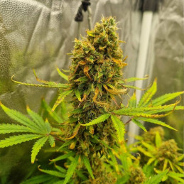 Royal Critical Auto