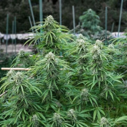 Early Skunk