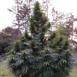 Easy Sativa