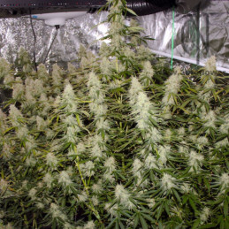 CBD Skunk Haze