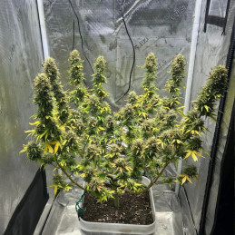 Amnesia CBD