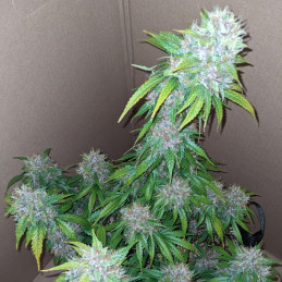 Granddaddy Purple