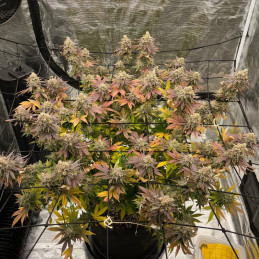 Skywalker Kush