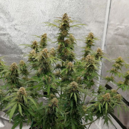 Hindu Kush