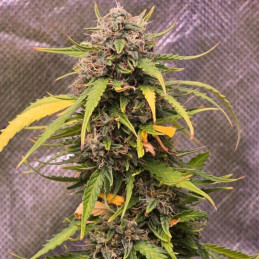 Critical + Autoflowering CBD