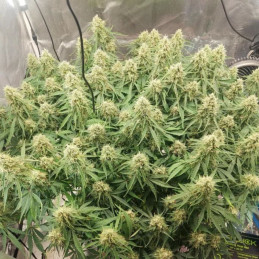 OG Kush Auto CBD