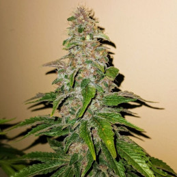 Pink Kush