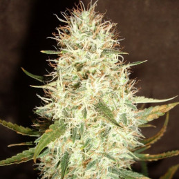 Pineapple Chunk
