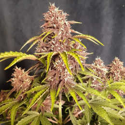 Sweet Pure Auto CBD