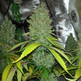 CBD Kush
