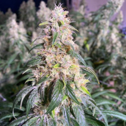Tangie