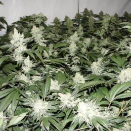Bubba Island Kush