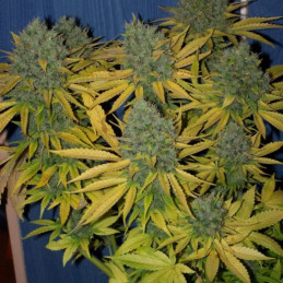 Auto Glueberry OG