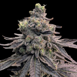 Apple Fritter