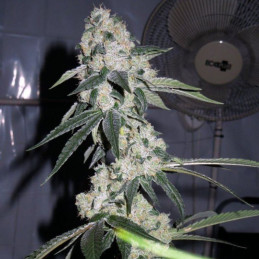 Animal Cookies