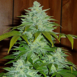 Cookies Kush