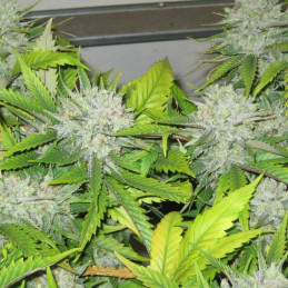 Super Lemon Haze