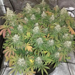 Chocolope
