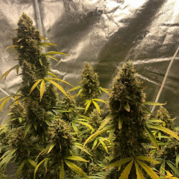 Amnesia Lemon