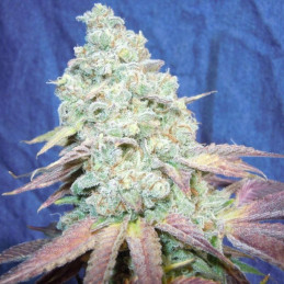 Amnesia HY-PRO