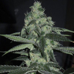 Apricot Auto