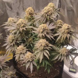 Acapulco Gold