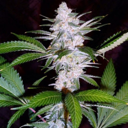 60 Day Wonder