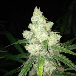 Banana Zkittlez