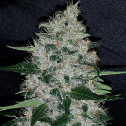 Banana Sherbet