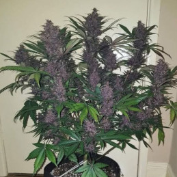 Blackberry Moonrocks Auto
