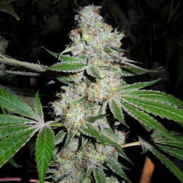 Chocolope Auto