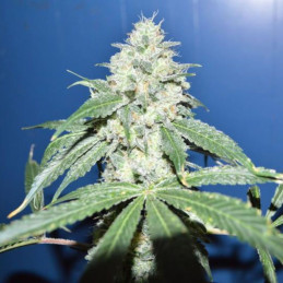 Florida Sunrise Auto