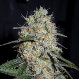 Forbidden Fruit