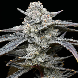 Lemon Cherry Gelato
