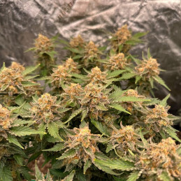AK 59