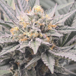 Bubble Kush Automatic