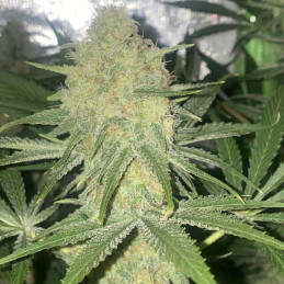 Green Gelato